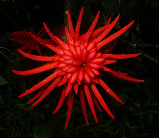 Erythrina_costaricensis,flower_apical2,I_DW31.jpg