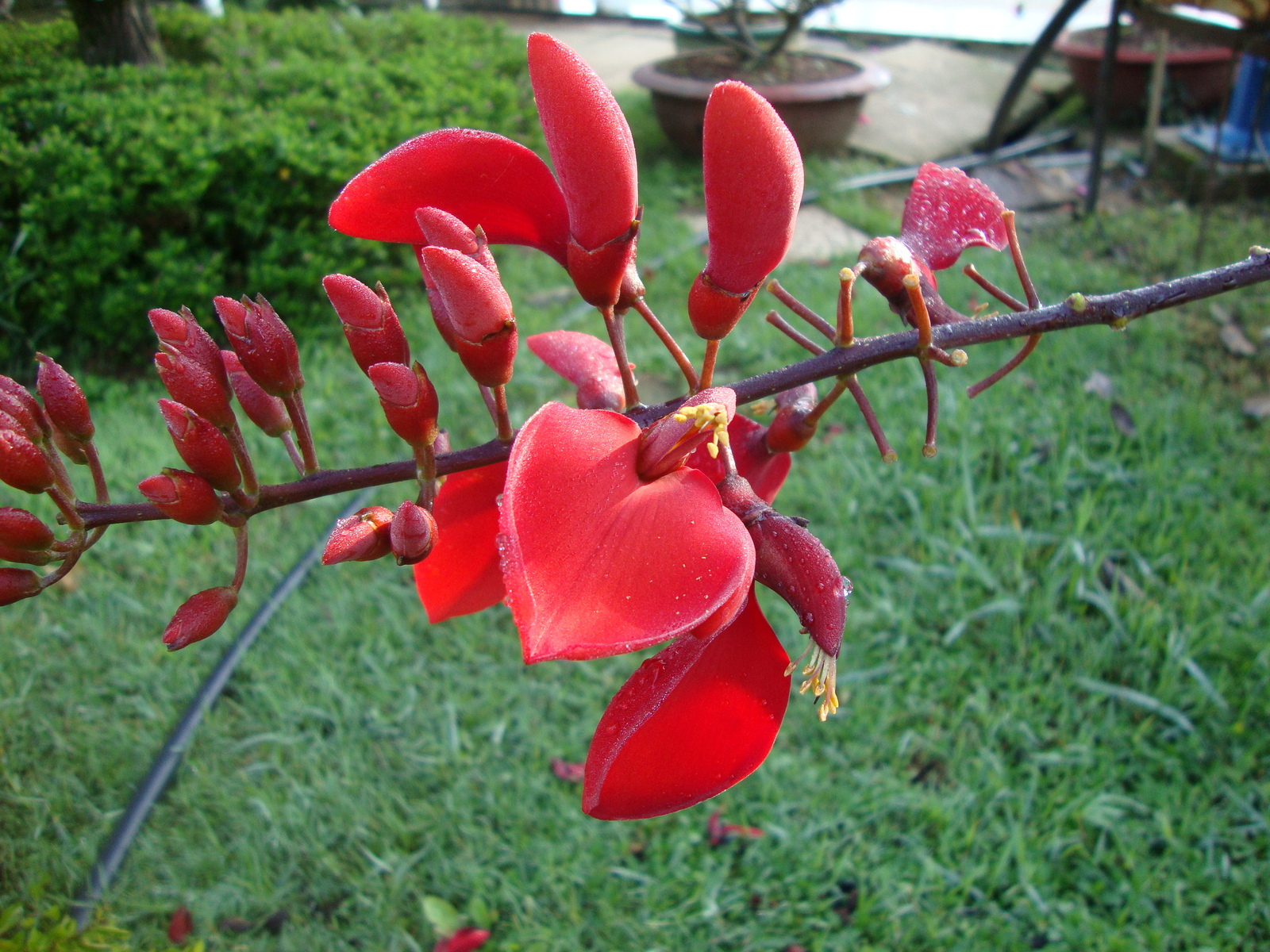 Erythrina_crista-galli_%283%29.JPG