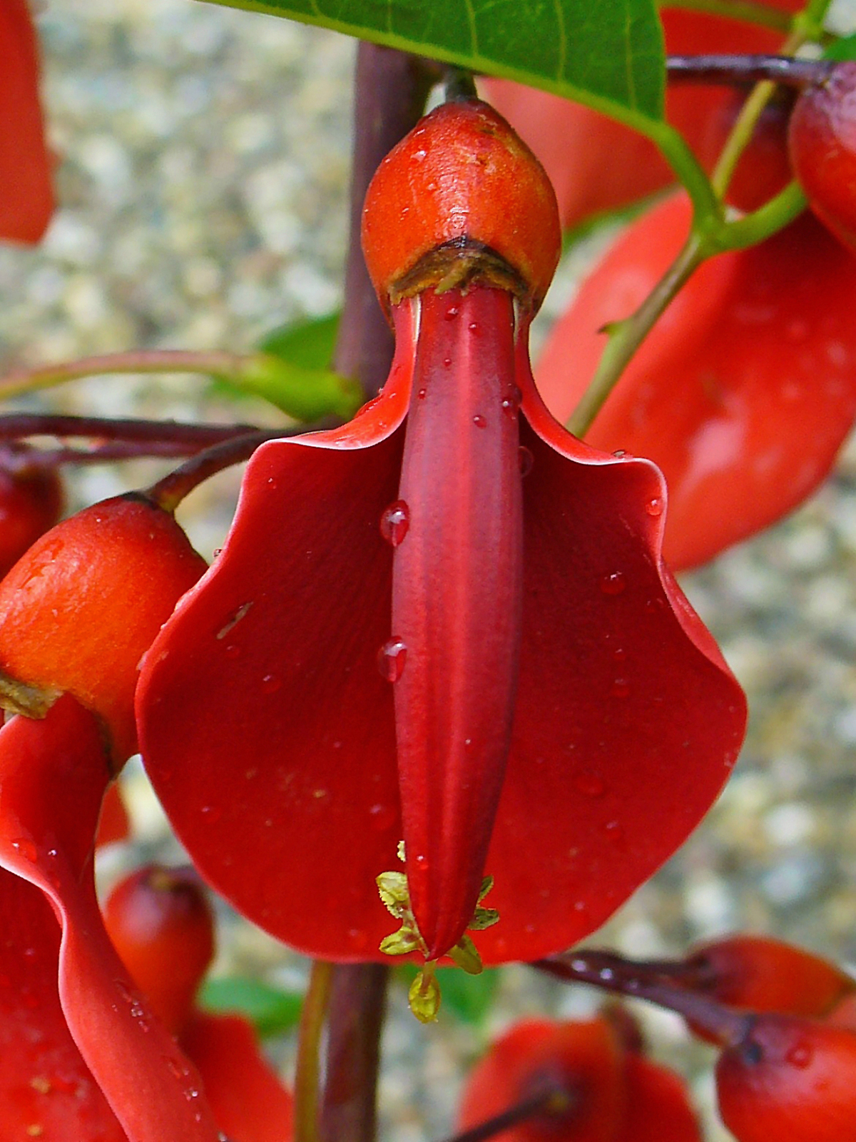 Erythrina_crista-galli_002.JPG