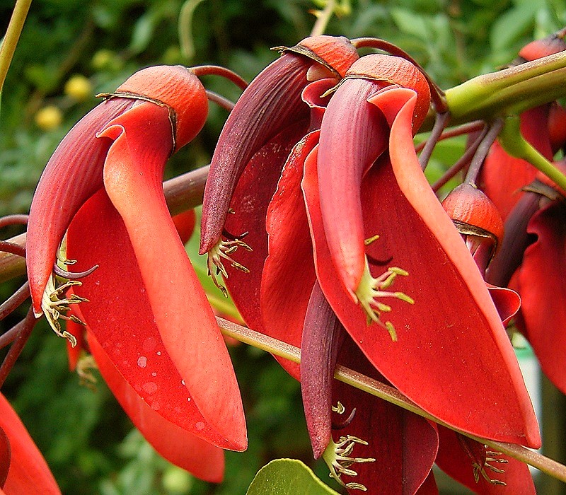 Erythrina_crista-galli_05_ies.jpg