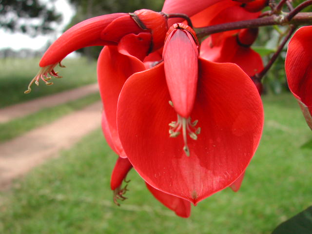 ErythrinacgD0873.jpg