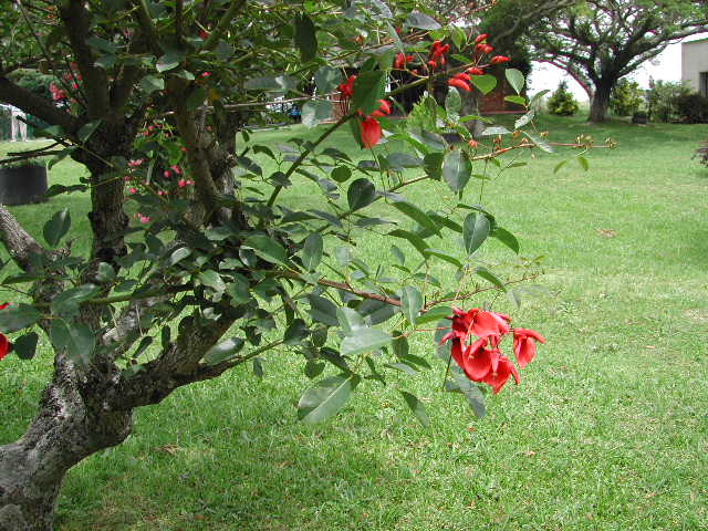 ErythrinacgD0875.jpg