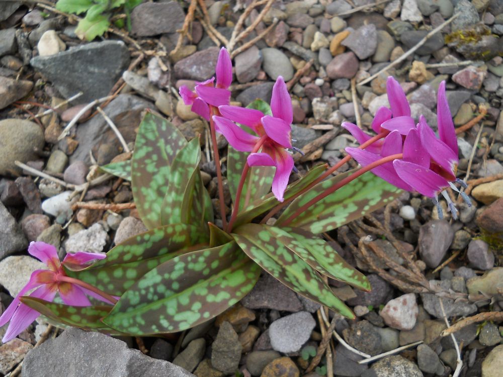 Erythronium%20dens-canis%2019694356B%201%20POPUP.jpg