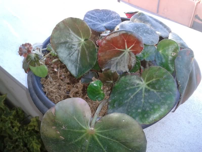 erythrophylla21062012.jpg