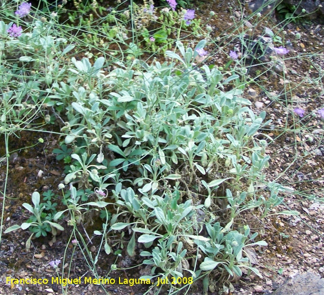 escabiosa080703.jpg