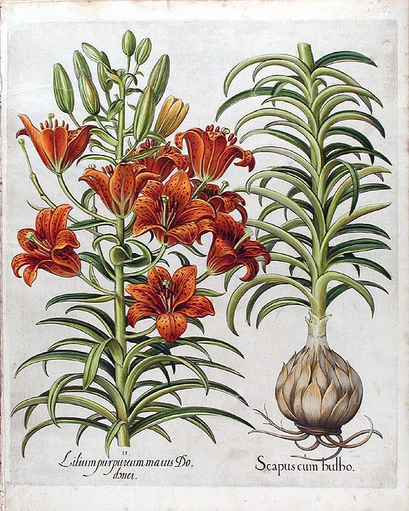 ESCAMA LILIUM.jpg