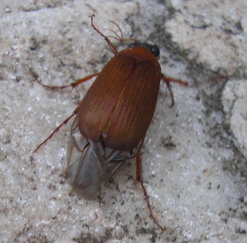 Escarab_10078.jpg