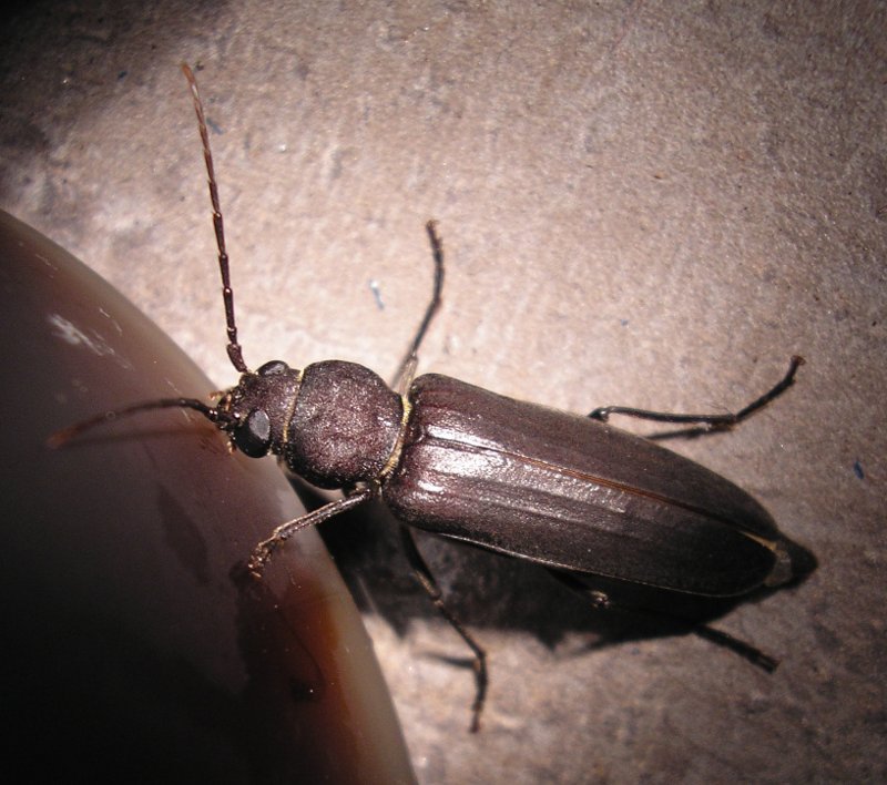 Escarab_10155.jpg
