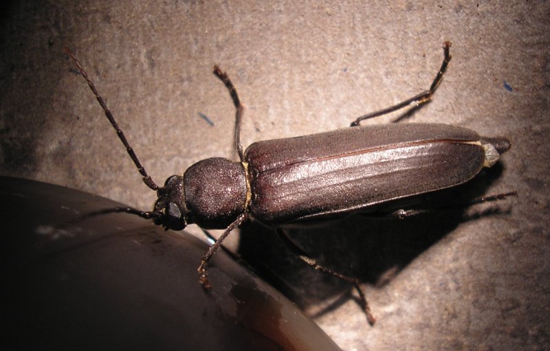 Escarab_10156.jpg