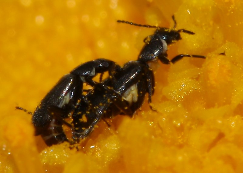 escarab_copula_1718.jpg
