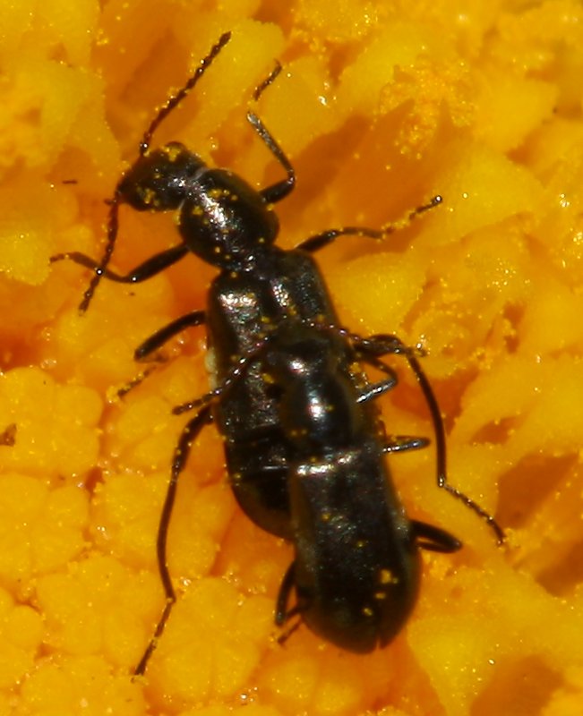 escarab_copula_1722.jpg