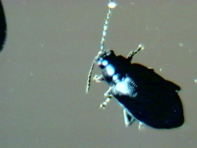 escarabajillo%20azul2003red.jpg