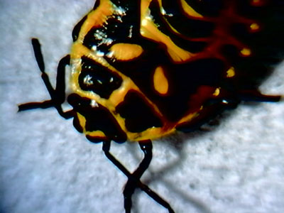 escarabajo%20repollos2006red.jpg