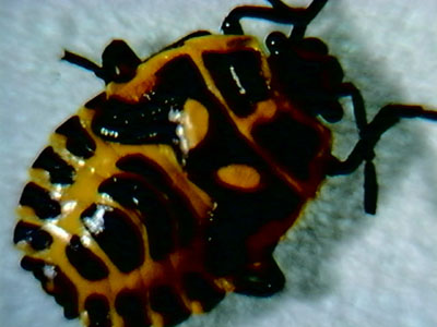 escarabajo%20repollos4008red.jpg