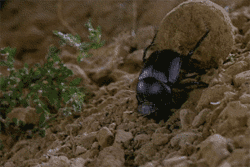 Escarabajo-Pelotero-Accion-68380.gif