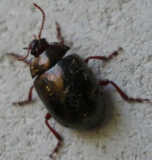escarabajo2.jpg