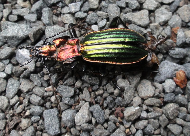 escarabajo_03962.jpg
