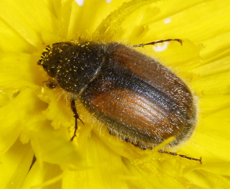 escarabajo_2029.jpg