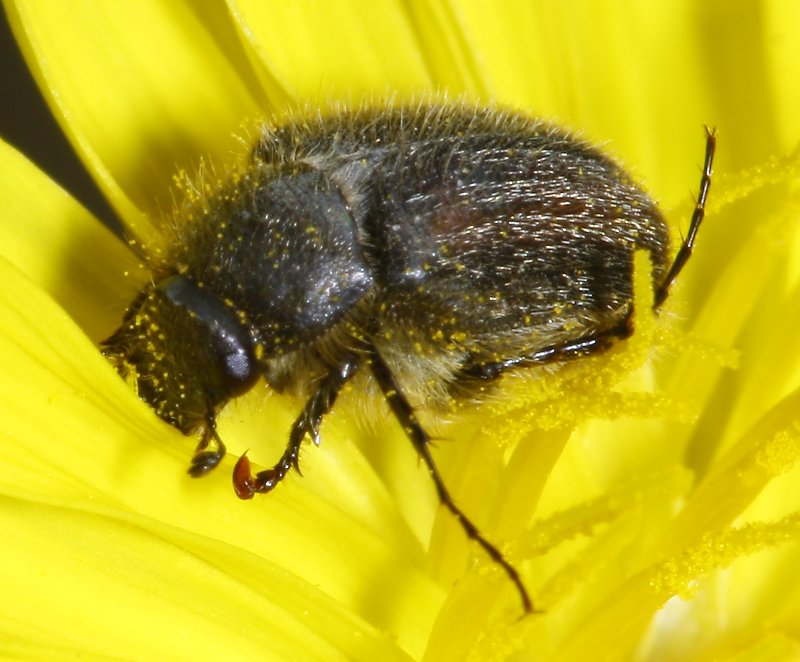 escarabajo_2031.jpg