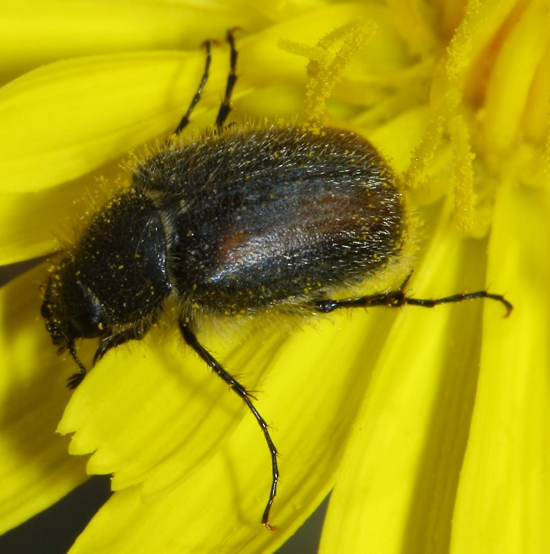 escarabajo_2032.jpg