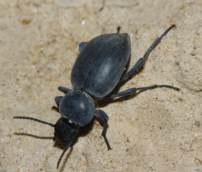 Escarabajo_3174.jpg