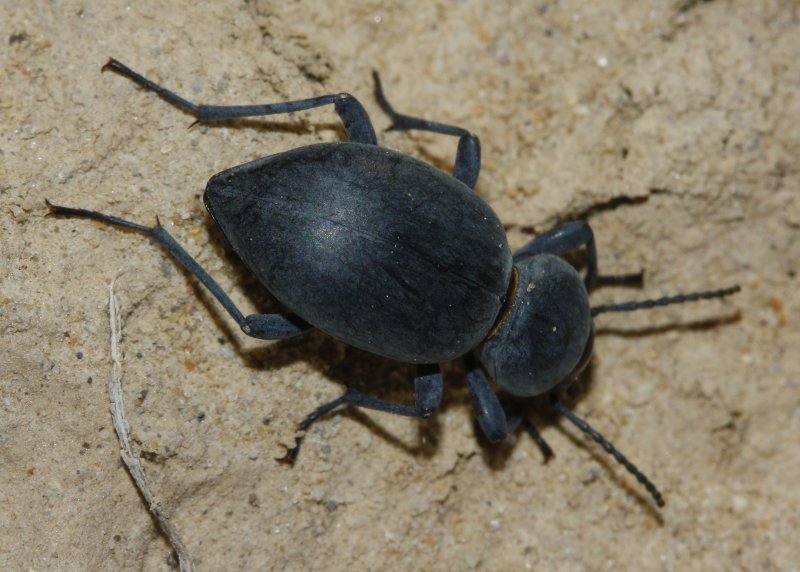 Escarabajo_3177.jpg