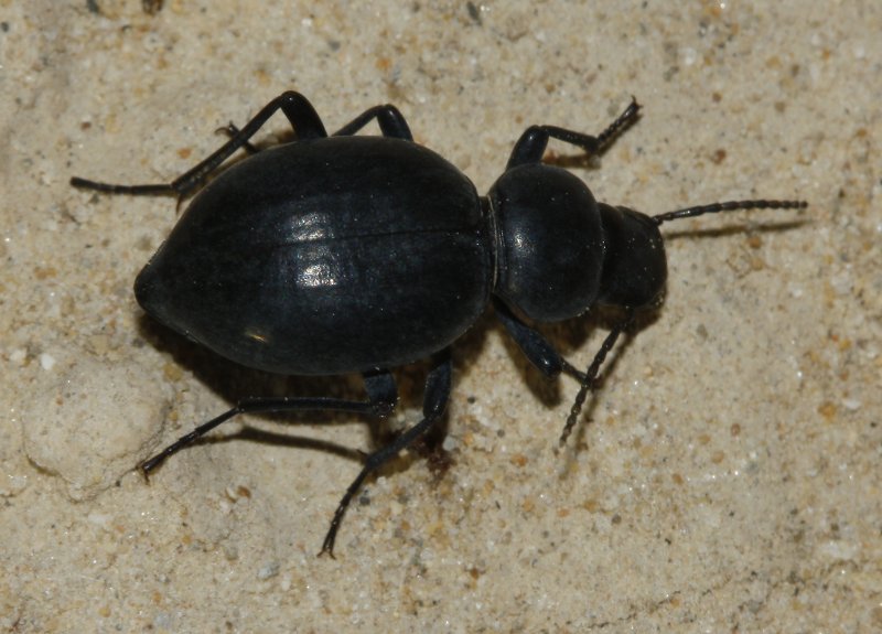 Escarabajo_3179.jpg
