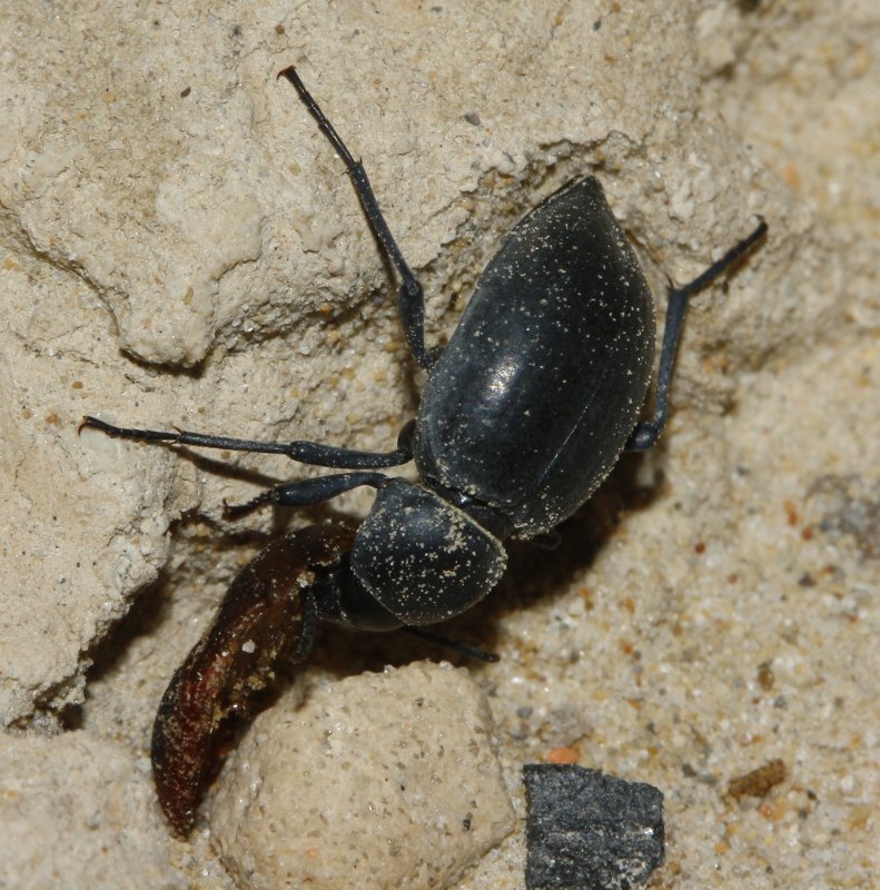 Escarabajo_3223.jpg
