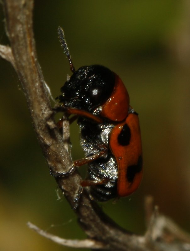 Escarabajo_3240.jpg