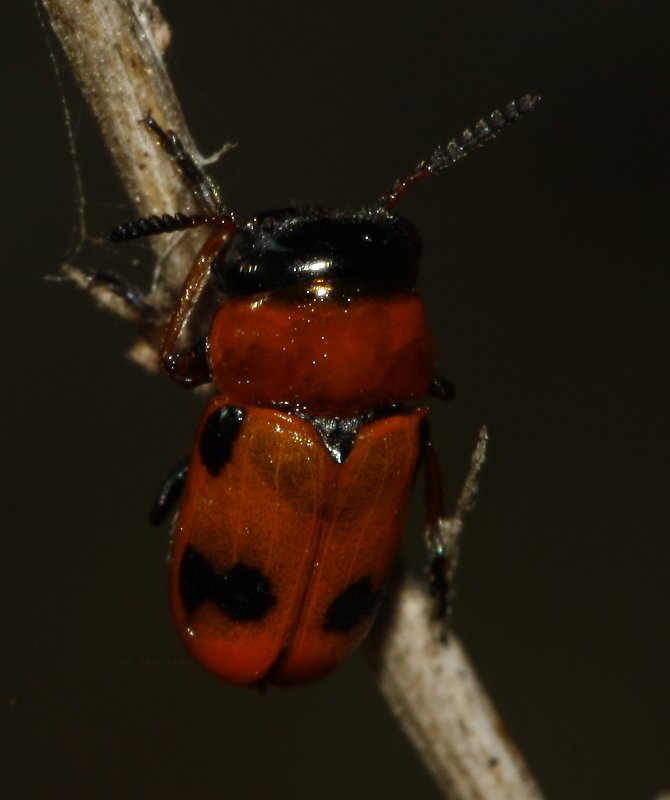 Escarabajo_3242.jpg