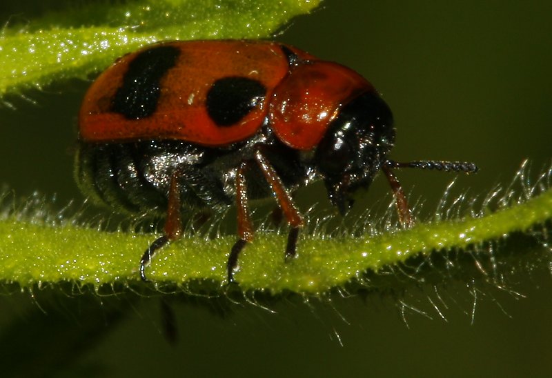 Escarabajo_3249.jpg
