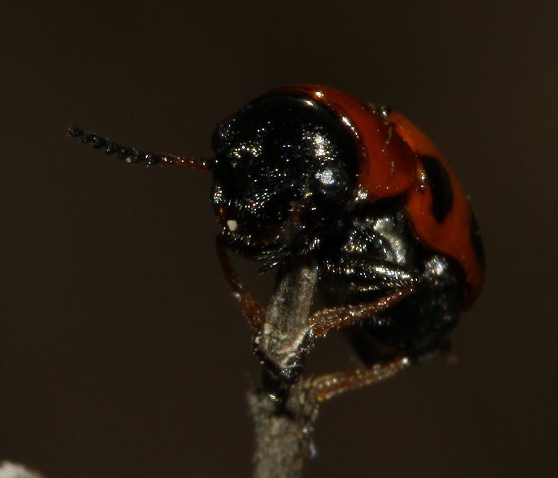 Escarabajo_3260.jpg