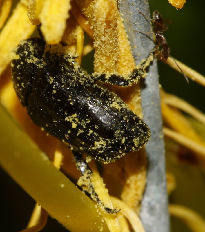 Escarabajo_3672.jpg