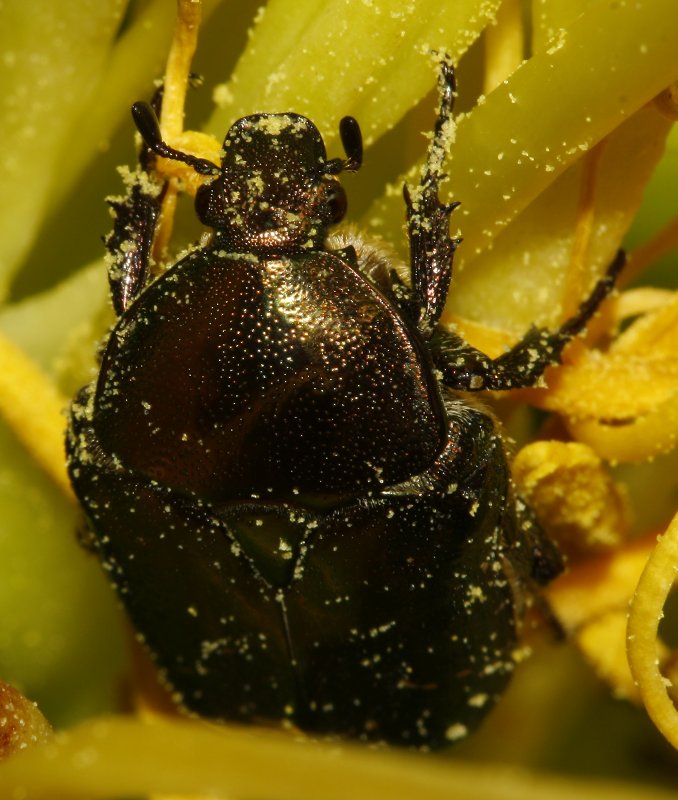 Escarabajo_3676.jpg
