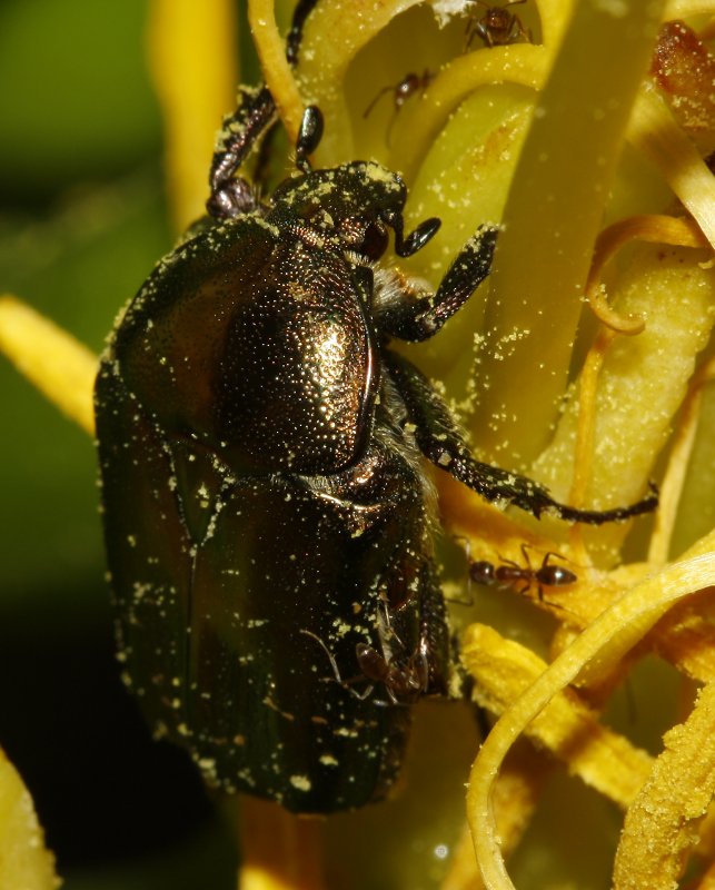Escarabajo_3681.jpg