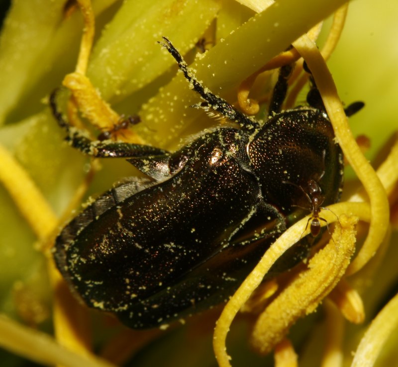 Escarabajo_3683.jpg