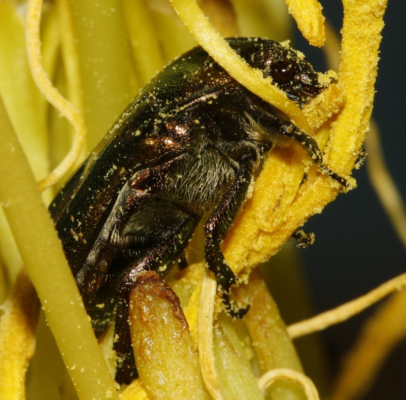 Escarabajo_3684.jpg