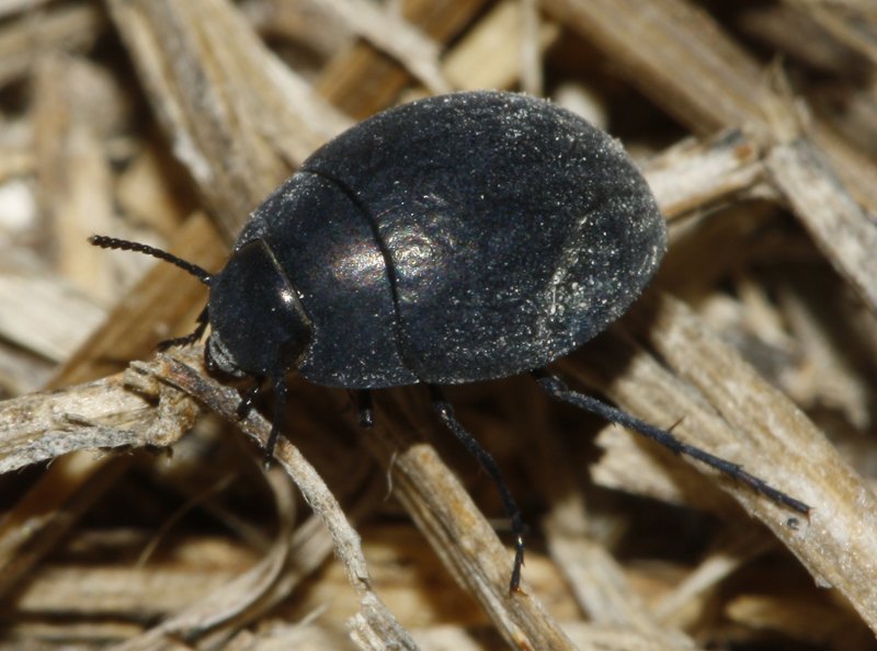 Escarabajo_3756.jpg