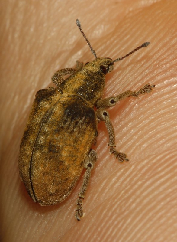 Escarabajo_5151.jpg