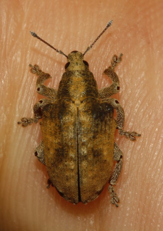 Escarabajo_5152.jpg