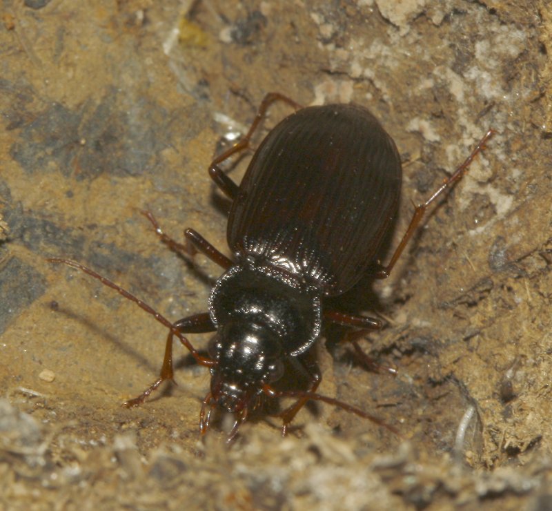 Escarabajo_5162.jpg