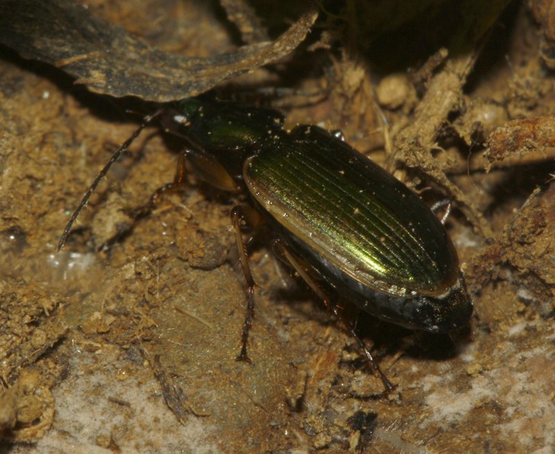 Escarabajo_5163.jpg