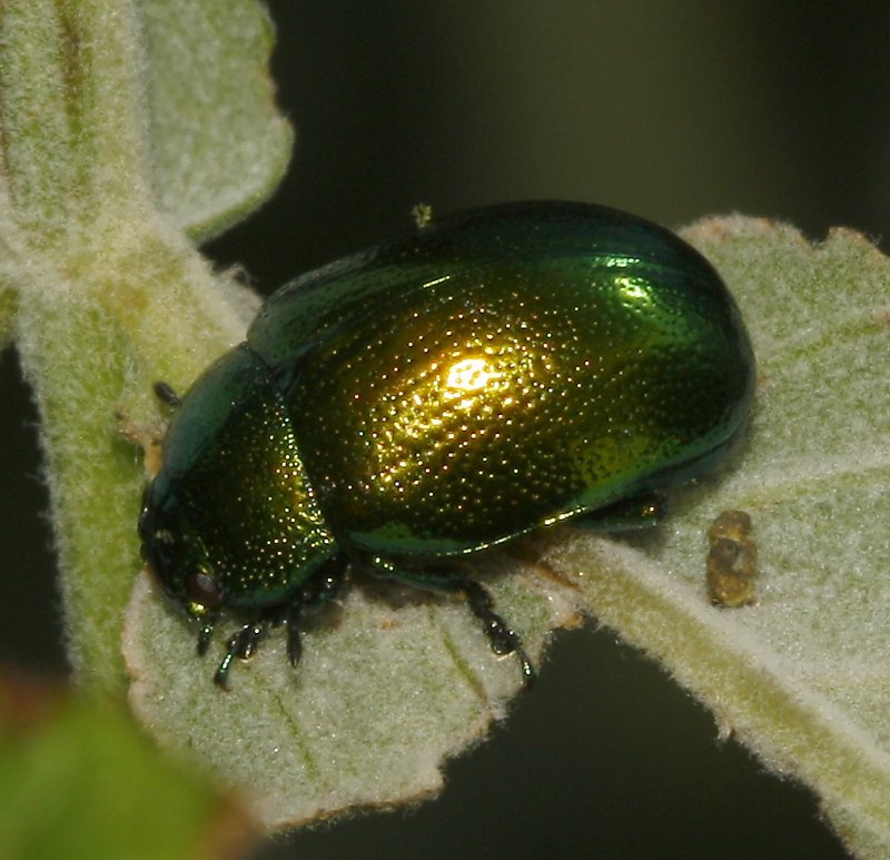 Escarabajo_5181.jpg