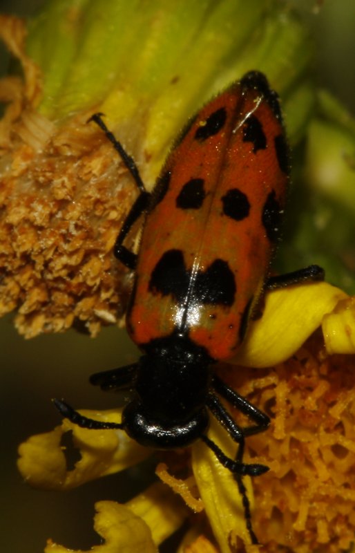 Escarabajo_5193.jpg