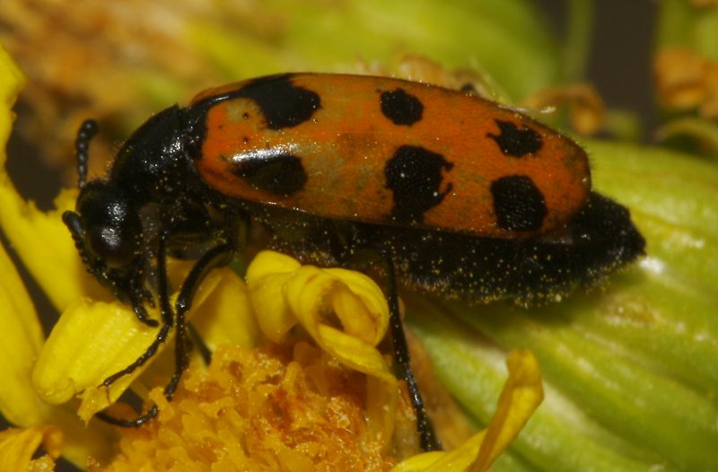 Escarabajo_5195.jpg
