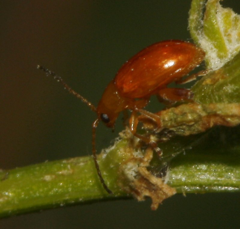 Escarabajo_5236.jpg