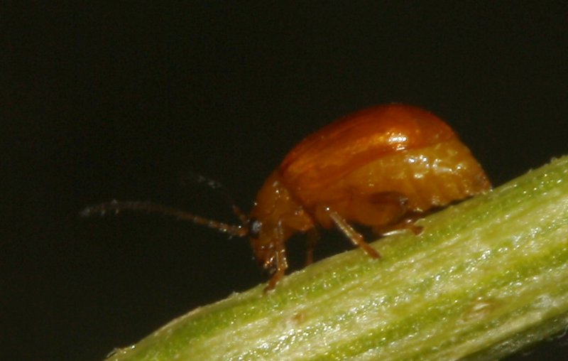 Escarabajo_5238.jpg