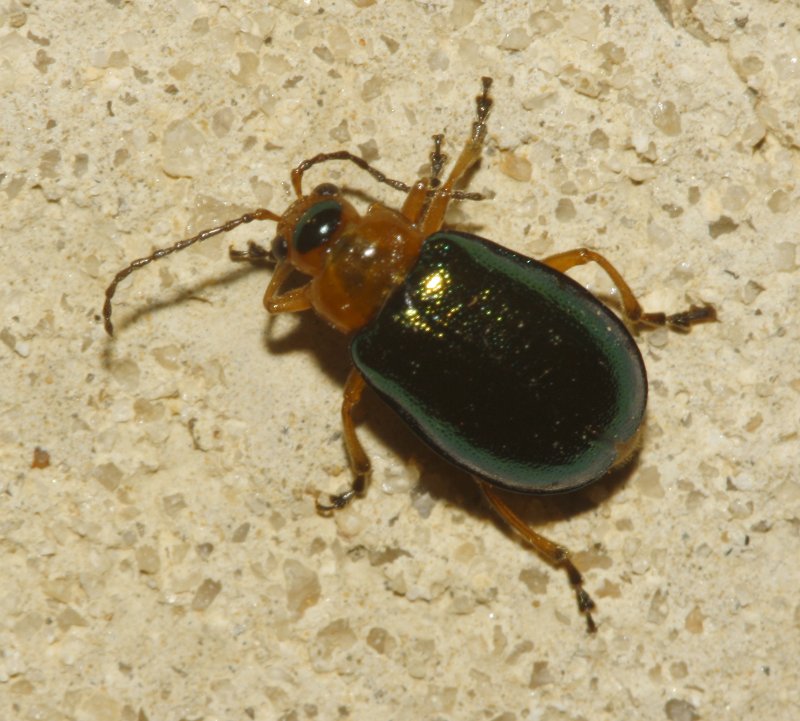 Escarabajo_5241.jpg