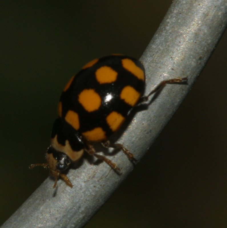 escarabajo_5612.jpg