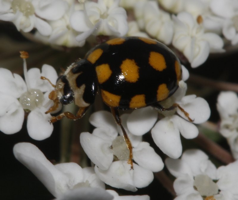 escarabajo_5614.jpg